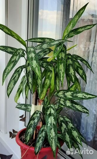 Аглаонема,маранта.алоэ