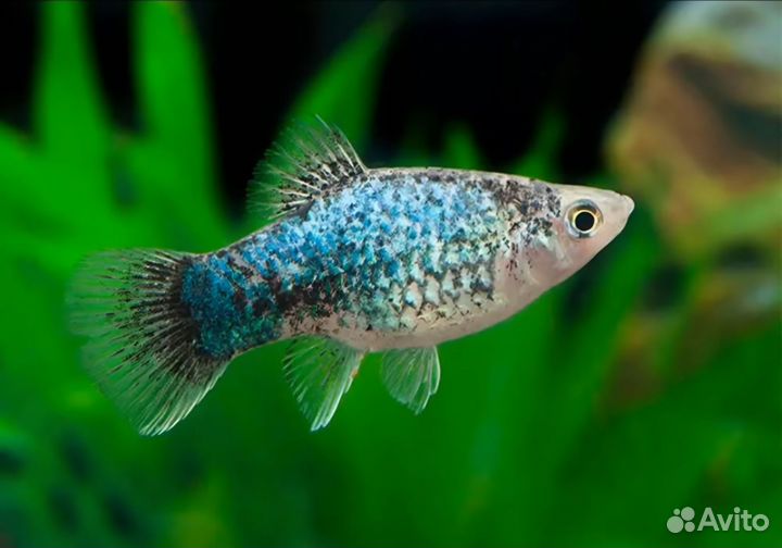 Аквариумные рыбки и креветки