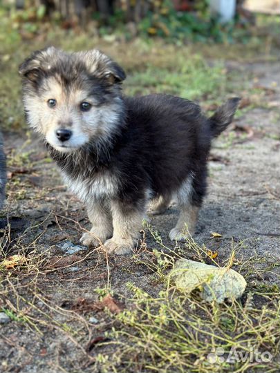 Щенки в добрые руки