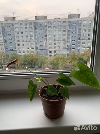 Антуриум