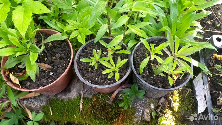 Гвоздика китайская,седум(очиток),хлорофитум