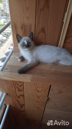 Котята в добрые руки даром бесплатно