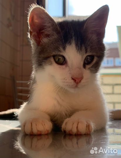 Кошка в дар