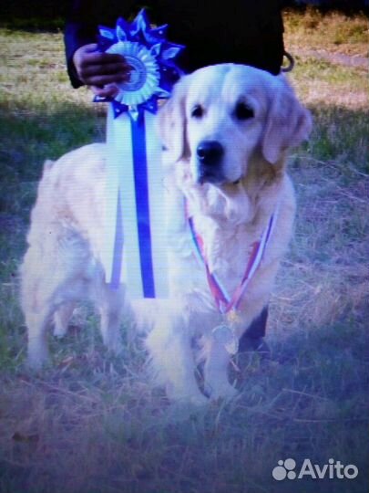 Клубные щенки ретривера