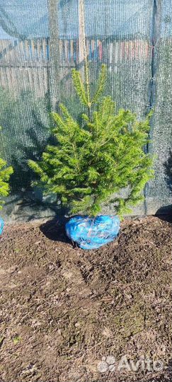 Пихта сибирская Алтайская