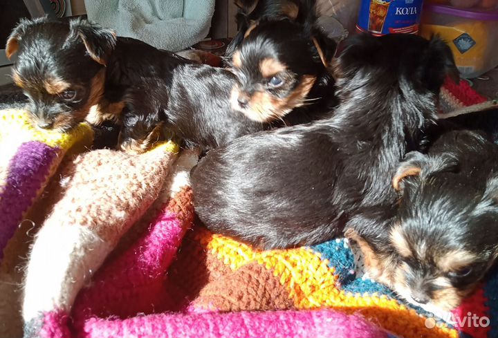 Йоркширский терьер мини