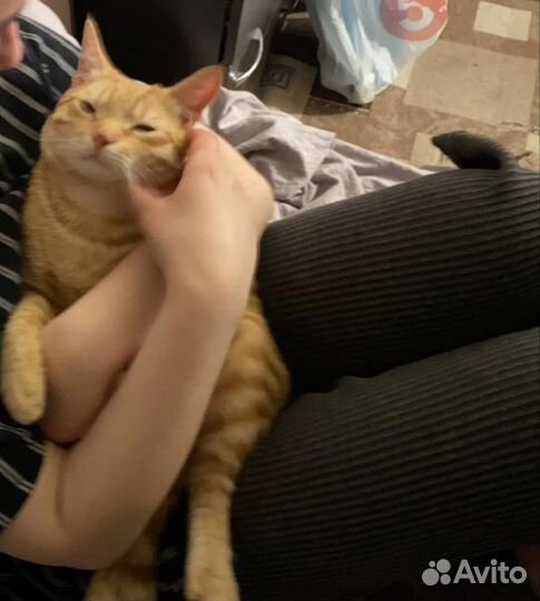 Котик. Кастрат