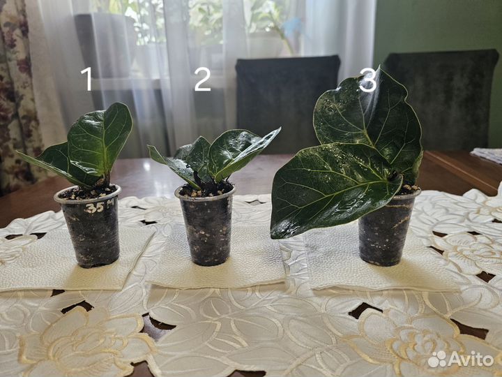 Фикус лирата