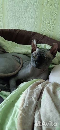 Сфинкс эльф