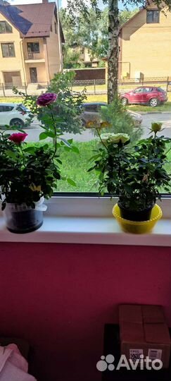 Роза Кардана 5 кустов оптом, цена за один горшок