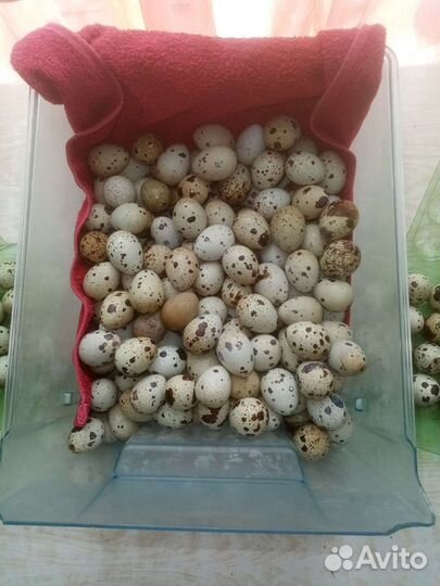 Яйца перепелиные домашние
