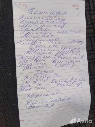 Рассада, помидор,перец, капуста, базилик