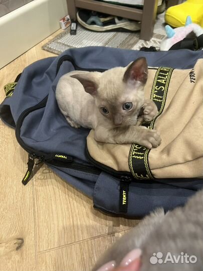 Котята корниш-рекс