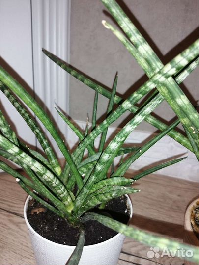 Сансевиерия сортовая