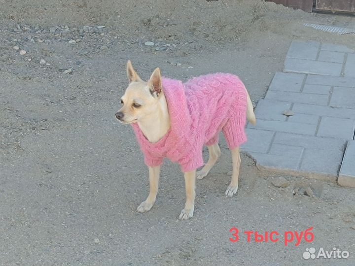 Мини той-терьер