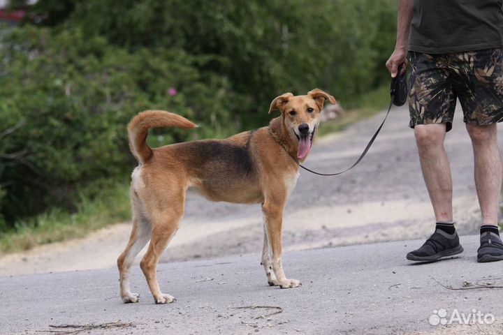 Мира- собака позитив ищет дом