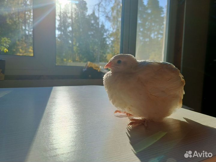 Перепелка самочка