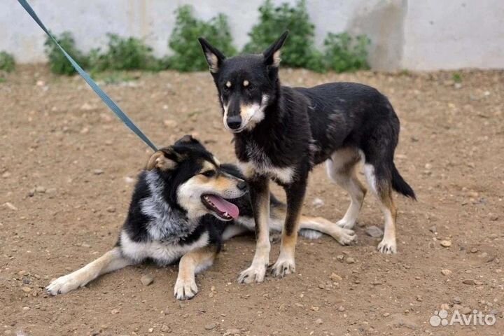 Мускат и Феня