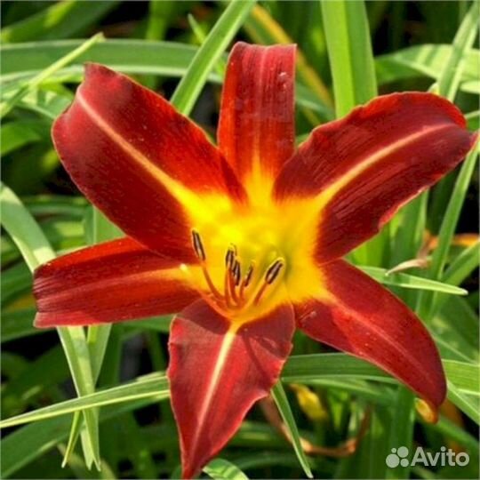 Лилейники Отум Ред