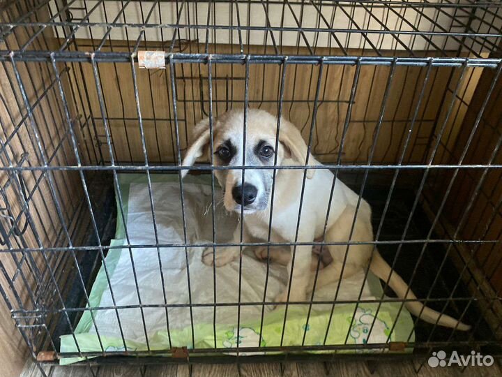 Среднеазиатская овчарка