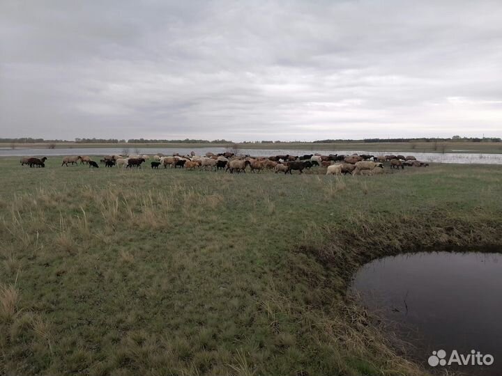 Овцы бараны козы