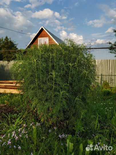 Полынь Древовидная 