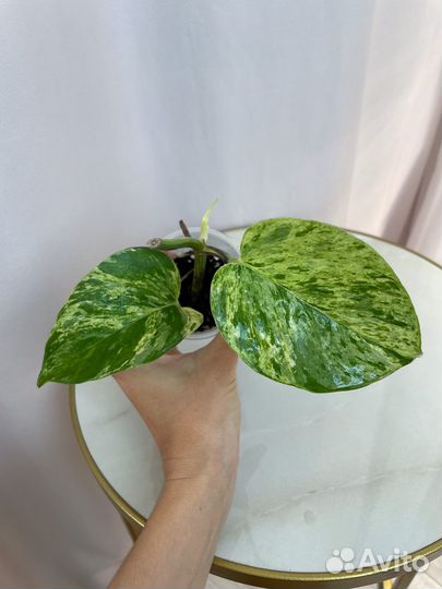 Сциндапсус, монстера