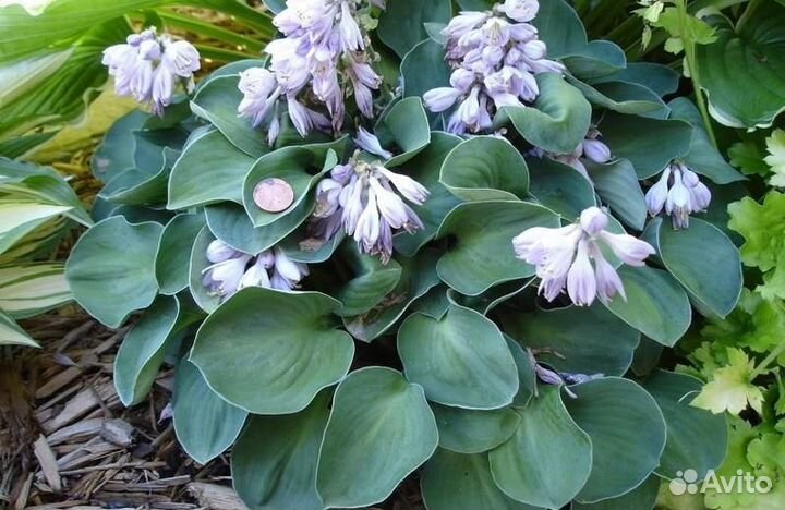 Хосты, астильбы, лилейник и др многолетники