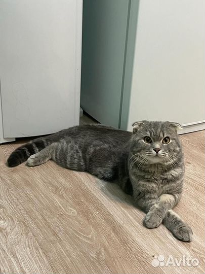 Вислоухий кот