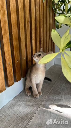 Абиссинский котенок