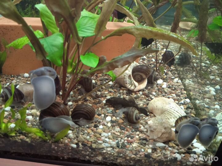 Улитки ампулярии