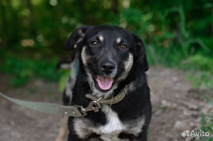 Собака Мафальда, 2 года, компаньон и звоночек