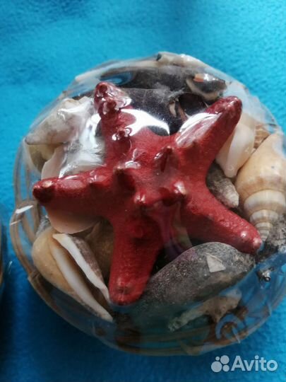 Морские ракушки и морские звезды