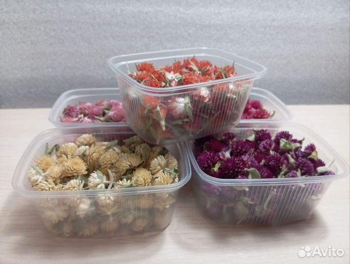 Сухоцветы Гомфрена