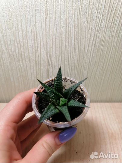 Алоэ, кактусы, гастиории, красула, хавортия