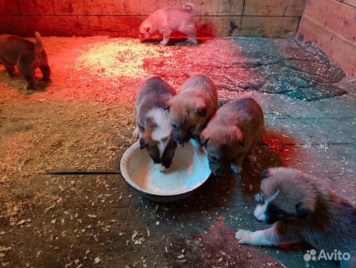 Продам щенков лайки