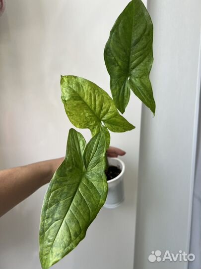 Сингониум Моттлед