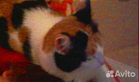 Трёхцветная красавица на счастье