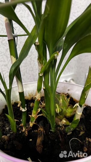 Драцена Сандера