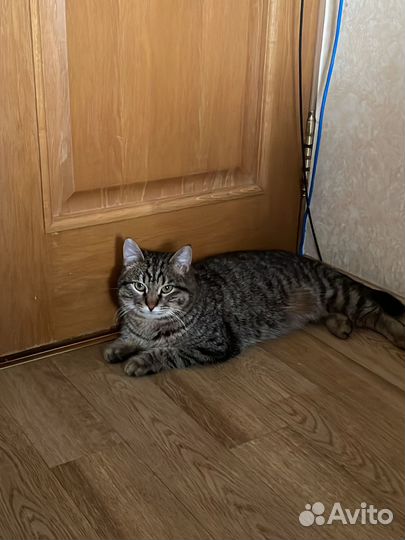 Кот в добрые руки