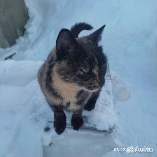 Кошки бесплатно