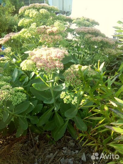 Очиток видный, эверса, молодило, вербейник