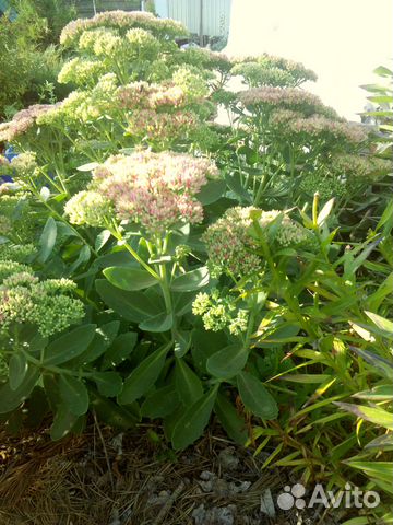 Очиток видный, эверса, молодило, вербейник