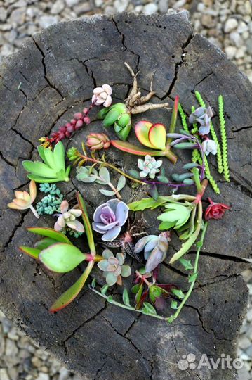 Наборы суккулентов