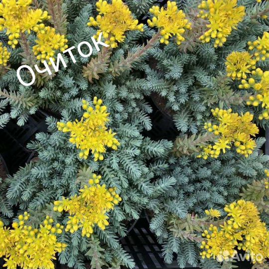 Почвопокровные растения