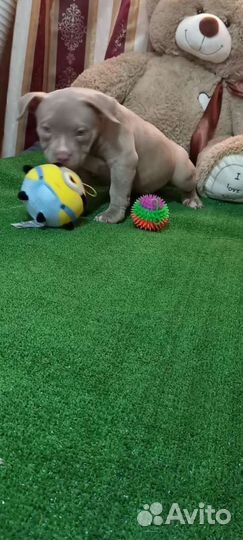 Щенки американского булли(покет)