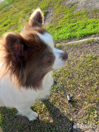 Вязка чихуахуа девочка