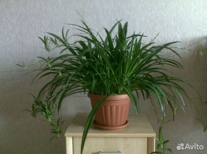 Хлорофитум хохлатый зеленый