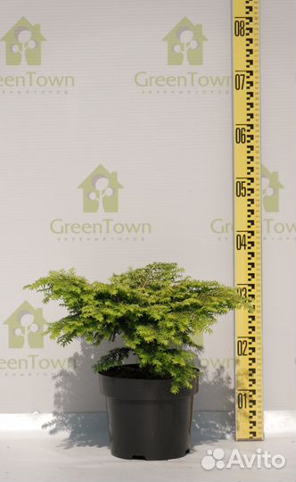 Тсуга Грин Глоб С3,6 30-40см