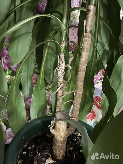 Пальма Драцена